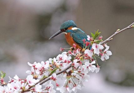 2013 桜カワセミ_9_ジョーJr