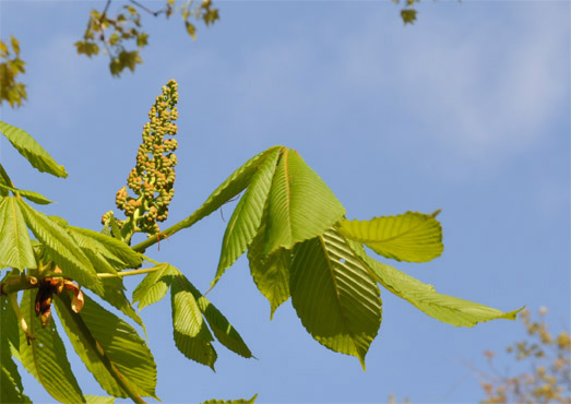 20513-b.jpg
