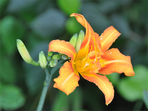 20717-l.jpg