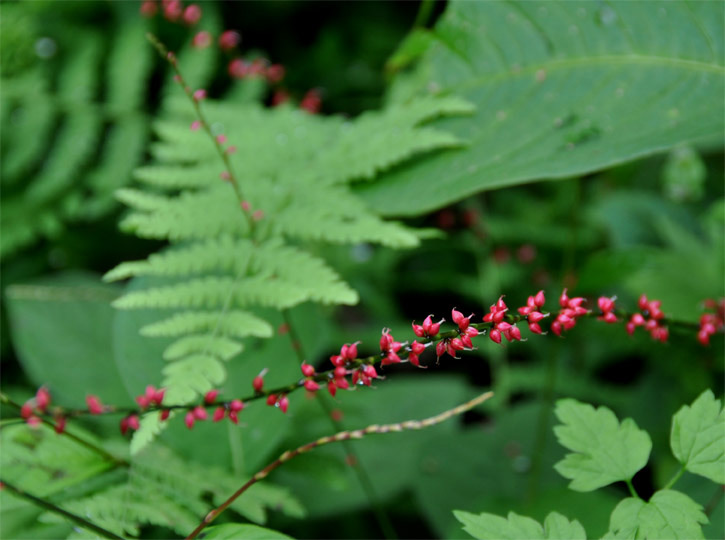 20920-f.jpg