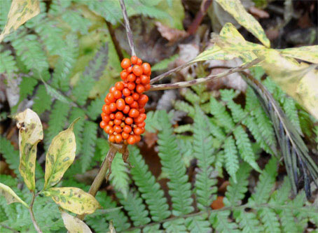21027-f.jpg