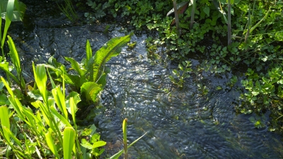ハンの木湿原 水路