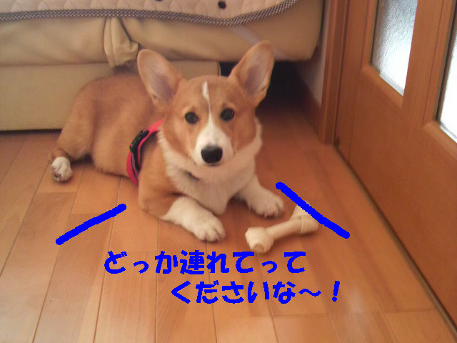 どっか連れてけ1