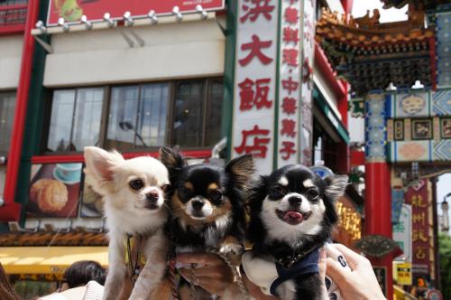 DSC08520_convert_20120904223519.jpg