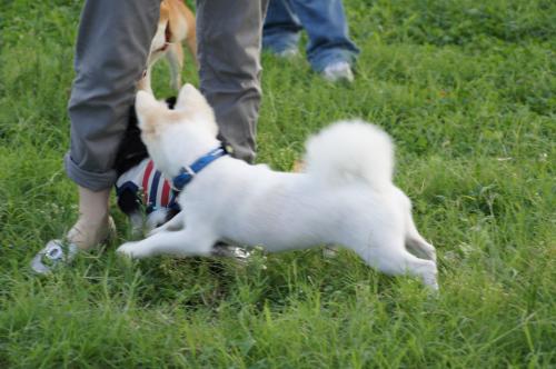 DSC08801_convert_20120926092638.jpg