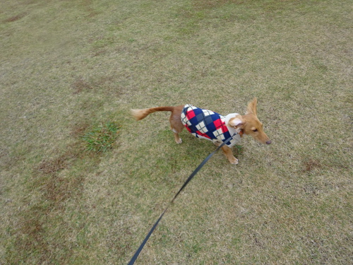 162_20141206115034b25.jpg