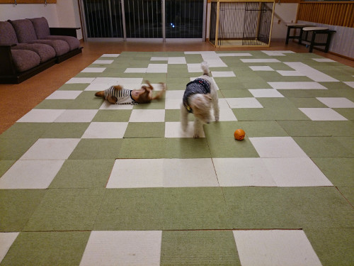 室内ラン1