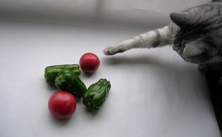 猫と野菜_ピーマンとトマトと猫のさくら_Kotechai_450x_3