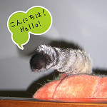 こんにちは。Hello_Kotechai_何でしょう_1