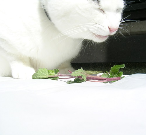 キャットニップを前にして笑う猫の虎鉄_Kotechai_Catnip_500x