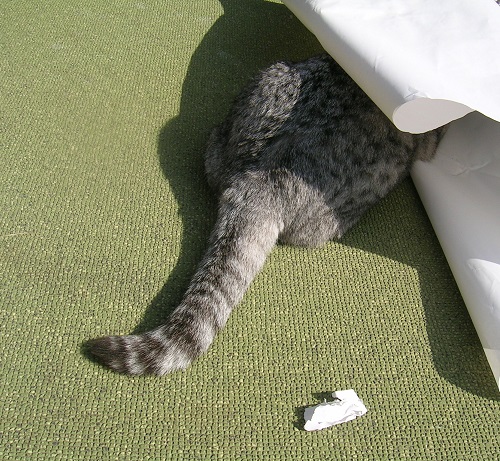 紙をかじる猫_Kotechai_500x