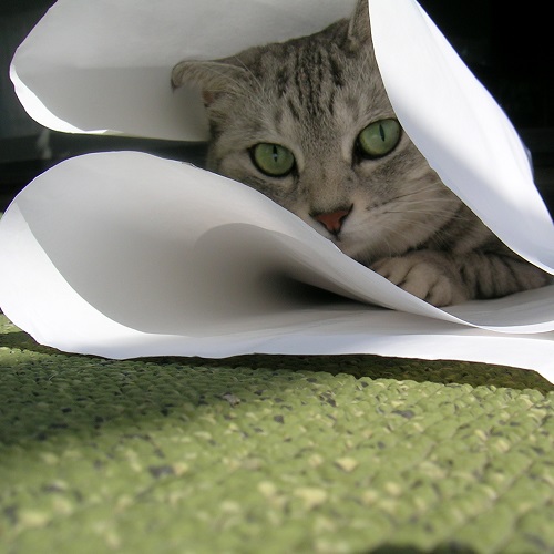紙をかじる猫_Kotechai_02_500x500.