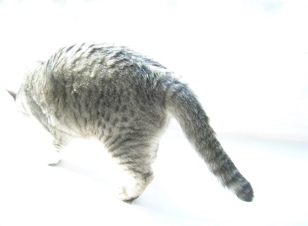 04-cat_Sakura_kotechai_猫写真_さくら