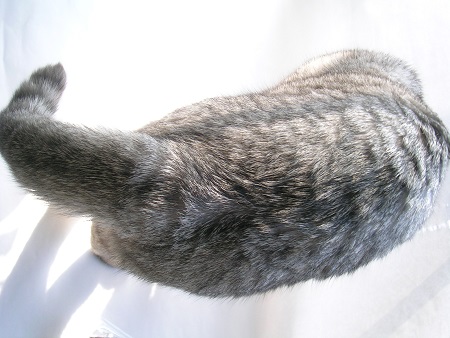 03-cat_Sakura_kotechai_猫写真_さくら
