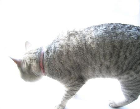 02-cat_Sakura_kotechai_猫写真_さくら
