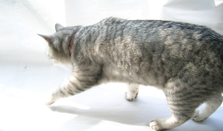 01-cat_Sakura_kotechai_猫写真_さくら