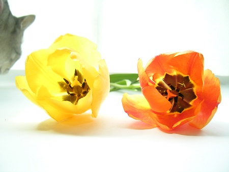 チューリップ (Tulip)と猫_Kotechai_DSCN8651