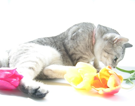 チューリップ (Tulip)と猫_Kotechai_DSCN8658