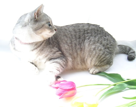 チューリップ (Tulip)と猫_Kotechai_DSCN8675
