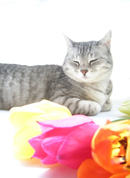 チューリップ (Tulip)と猫_Kotechai_DSCN8703