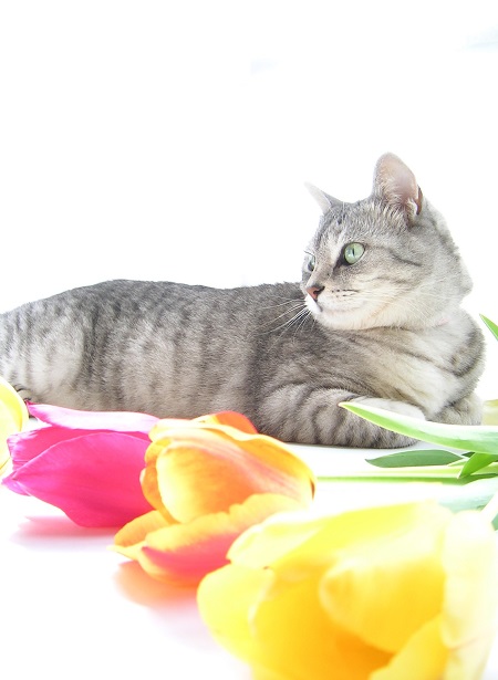 チューリップ (Tulip)と猫_Kotechai_DSCN8705