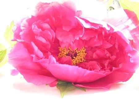 牡丹_ボタン_Peony_Paeonia suffruticosa_富貴草01_2013_Kotechai_DSCN8719_450x