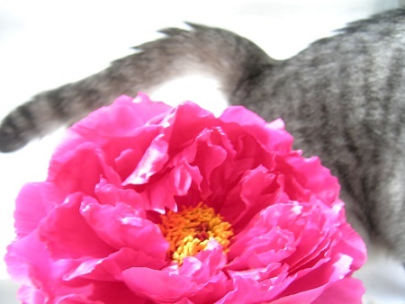 牡丹_ボタン_Peony_Paeonia suffruticosa_富貴草01_2013_Kotechai_DSCN8726_450x