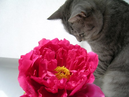 牡丹_ボタン_Peony_Paeonia suffruticosa_富貴草01_2013_Kotechai_DSCN8732_450x