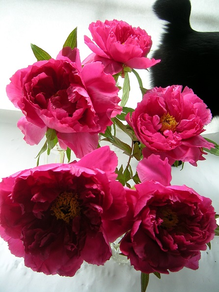 牡丹_ボタン_Peony_Paeonia suffruticosa_富貴草01_2013_Kotechai_DSCN8744_450x