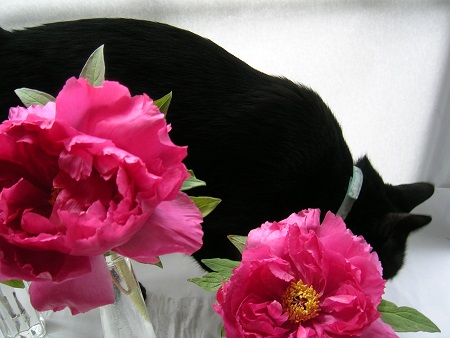 牡丹_ボタン_Peony_Paeonia suffruticosa_富貴草01_2013_Kotechai_DSCN8760_450x