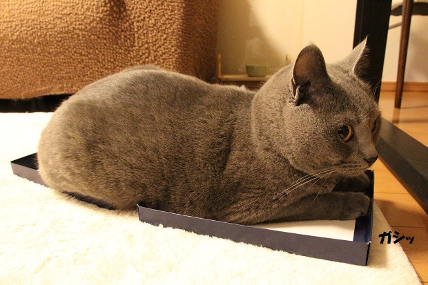 201303164.jpg