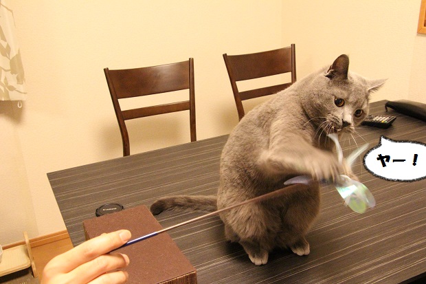 201304286.jpg