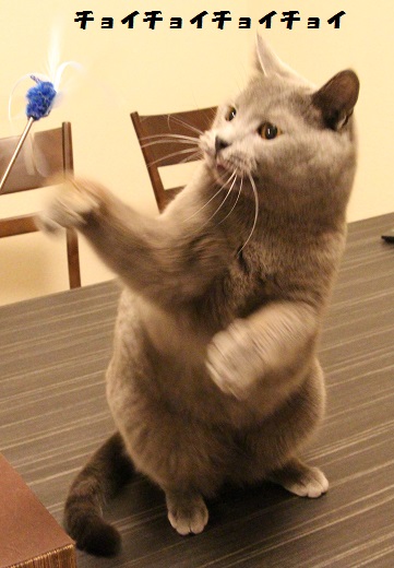 201304287.jpg