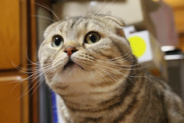 anigif201304292.gif