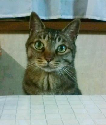 tora