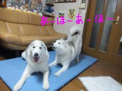 008_20120909001737.jpg