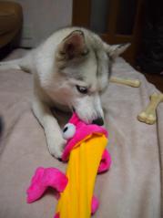 105_20121122234101.jpg