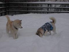 165_20130112000112.jpg