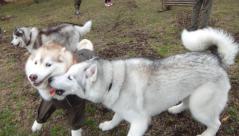 230_20120515224736.jpg