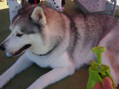 607_20120902215420.jpg
