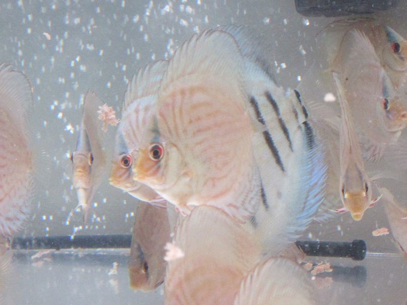BV7幼魚ハンバーグ率向上化