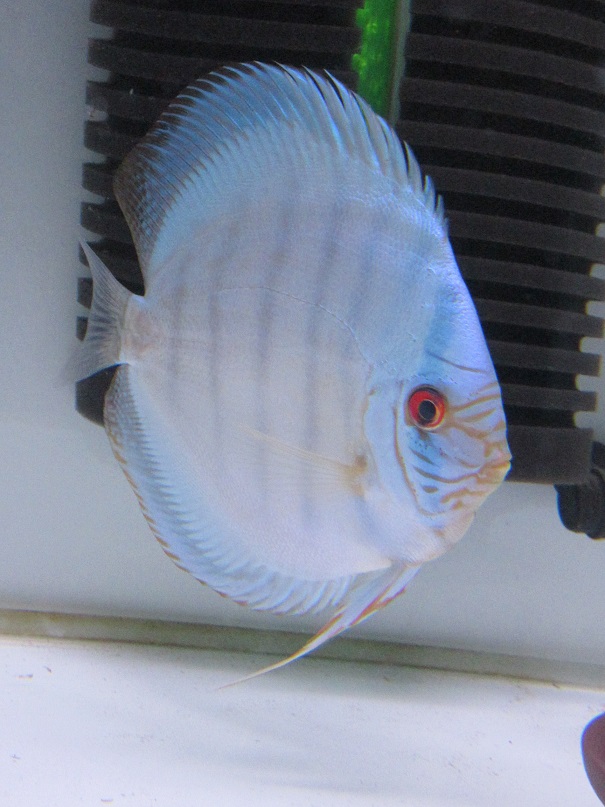 BV7♀