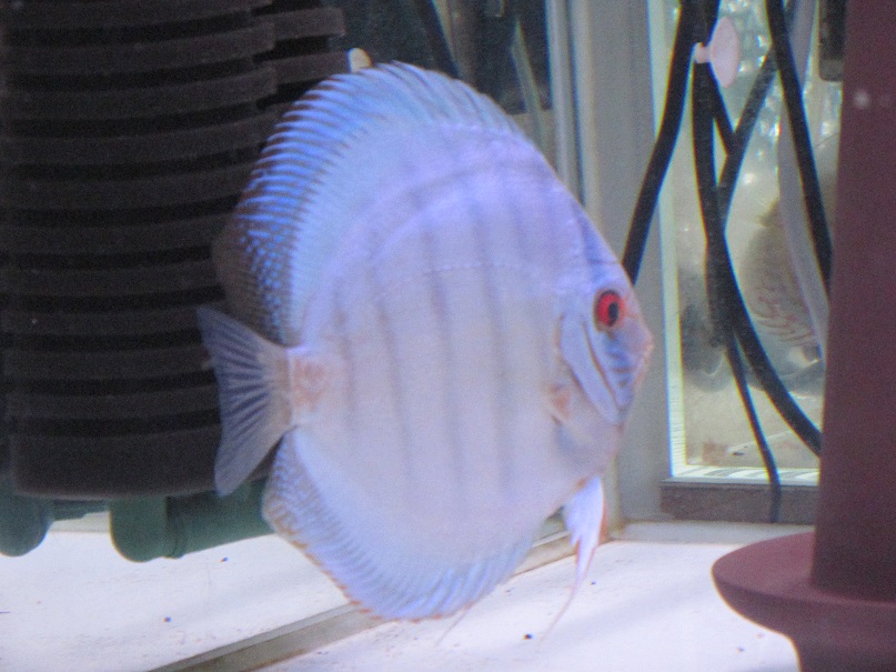 BV7♀その2