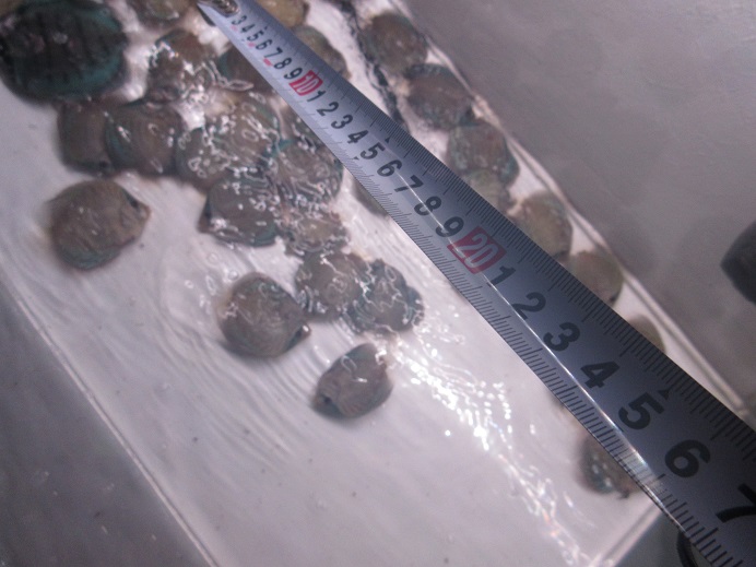 全長測定方法