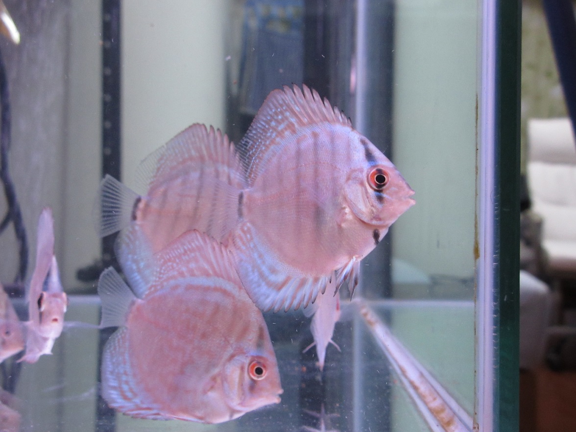 WB39幼魚