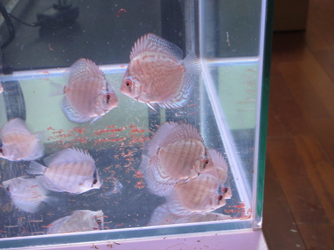 WB39幼魚慣れてきたか