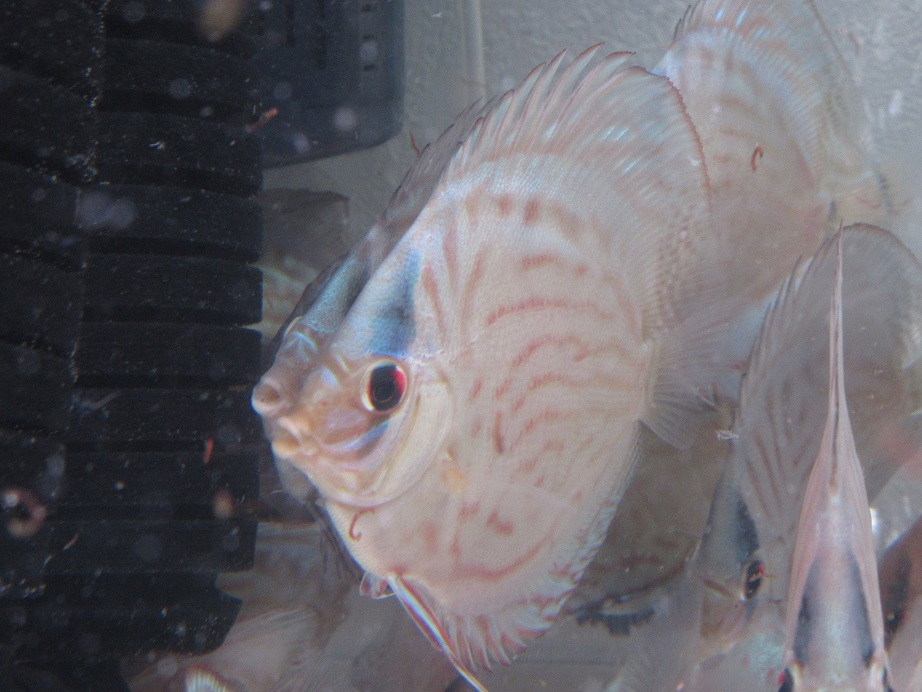 BV7幼魚