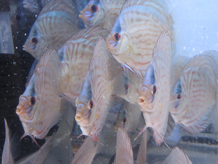 少し照明変えた種親幼魚水槽
