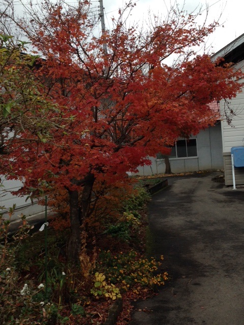 実家庭の紅葉