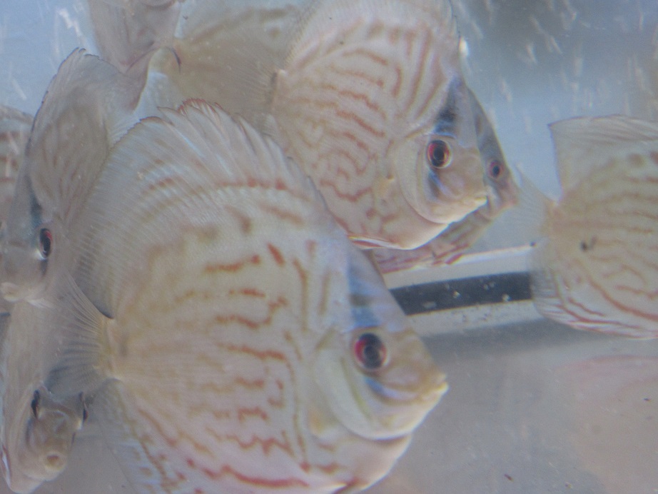 BV7 幼魚2